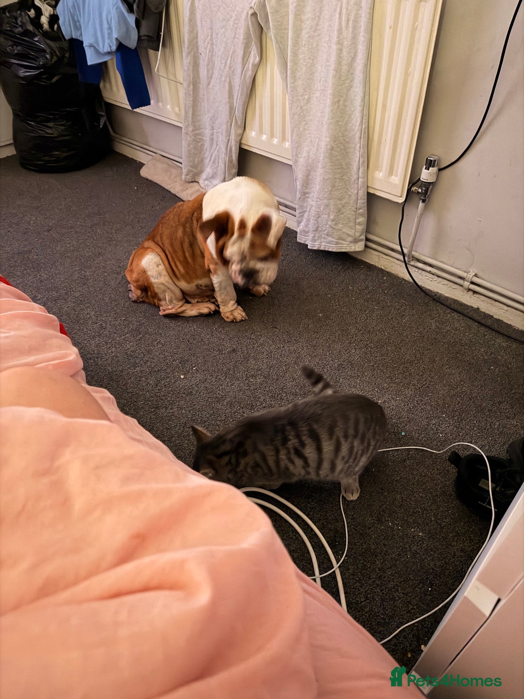 English Bulldog dogs for sale: British bull dog  - Advert 2