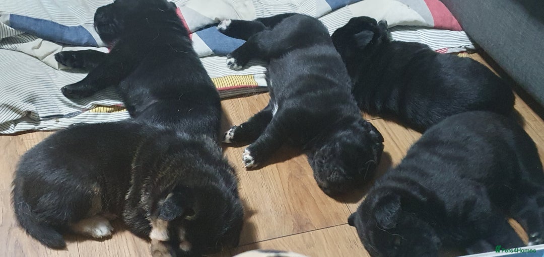 Mixed Breed dogs for sale: 3 beautiful bitches - Image 10