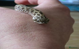 Snake reptiles for sale: Hognose female  - Image 2