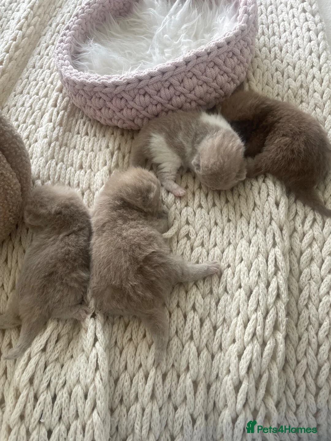 British Shorthair cats for sale: 😻CINNAMON😻Champion bloodlines British Shorthair  - Advert 2