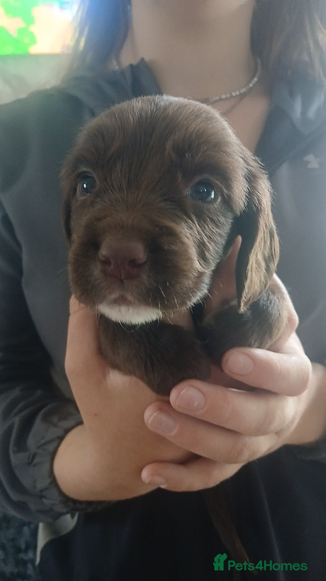 Sprocker dogs for sale: Beautiful litter of sprocker puppies - Image 11