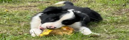 Border Collie dogs for sale: 3 x Gorgeous Collie Pups- Mum ISDS Registered!  - Advert 6