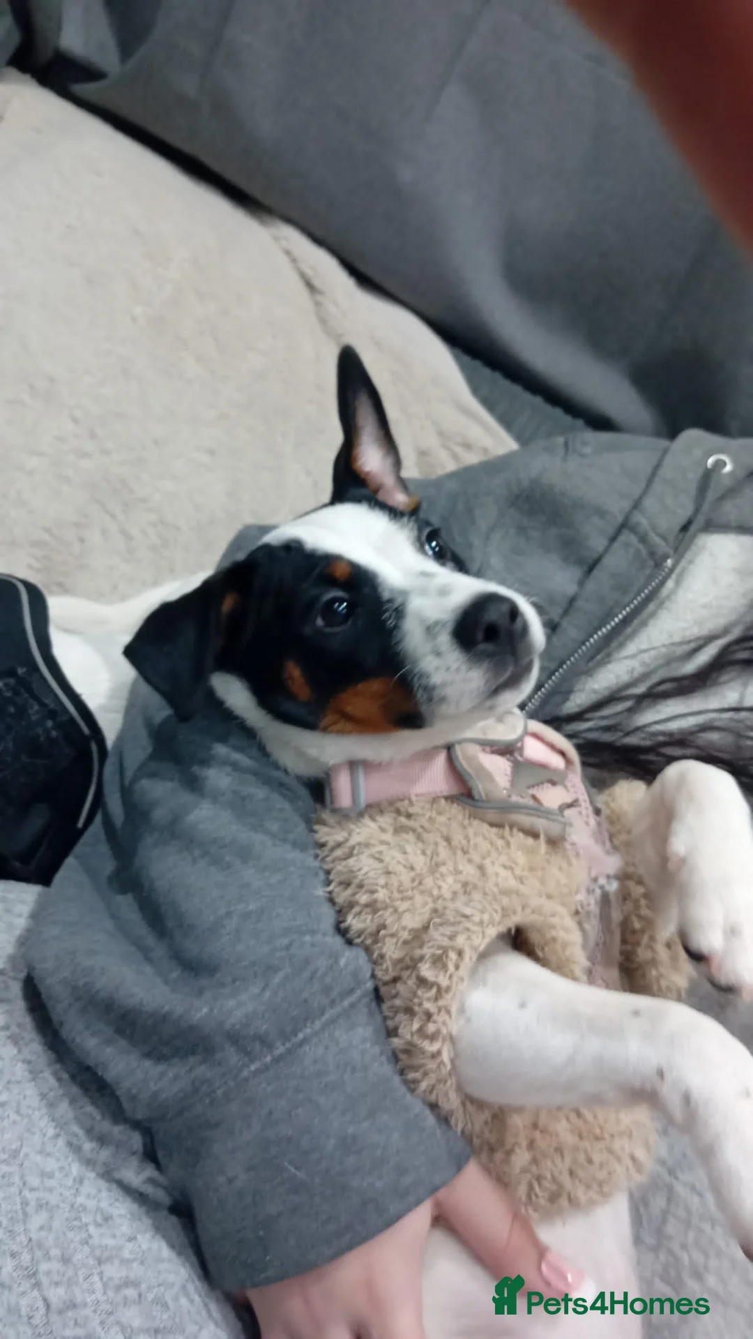 Jack Russell dogs for sale: Jack Russell  - Advert 4