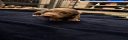 Miniature Dachshund dogs for sale: 2 minature dachshund puppies ready to be loved - Advert 4