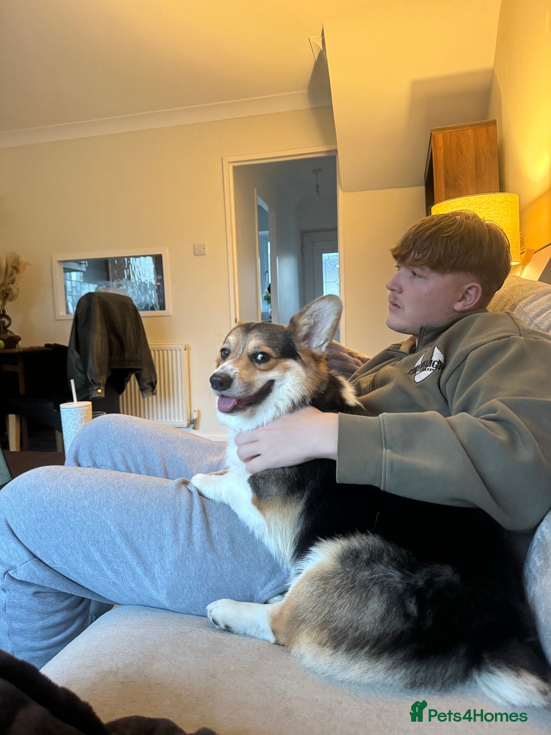 Welsh Corgi Pembroke dogs for sale: 2 year old male Welsh Pembroke corgi  - Advert 5