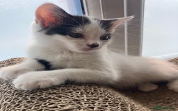 Domestic Shorthair cats for sale: Lovely funny little kittens  - Image 14