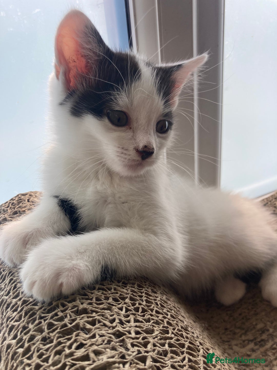 Domestic Shorthair cats for sale: Lovely funny little kittens  - Image 14