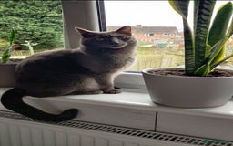 Mixed Breed cats for sale: Elvis looking for new home. Free - Image 3
