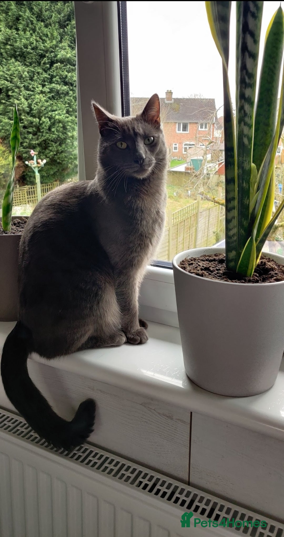 Mixed Breed cats for sale: Elvis looking for new home. Free - Image 3