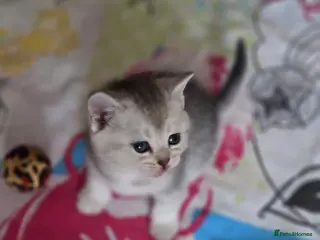 British Shorthair cats 🥰Rare colours of British kittens, reservations🤩 - Advert 14
