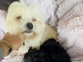 Shih Tzu dogs Rare imperial black Shih Tzu - Advert 1