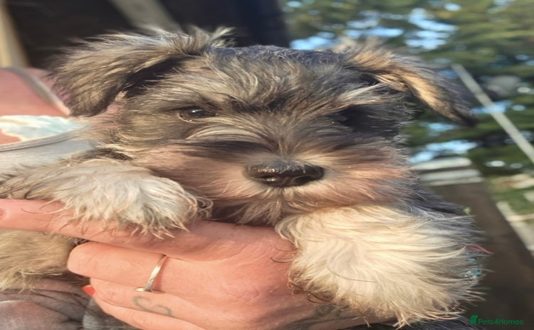 Miniature Schnauzer dogs - Advert 6