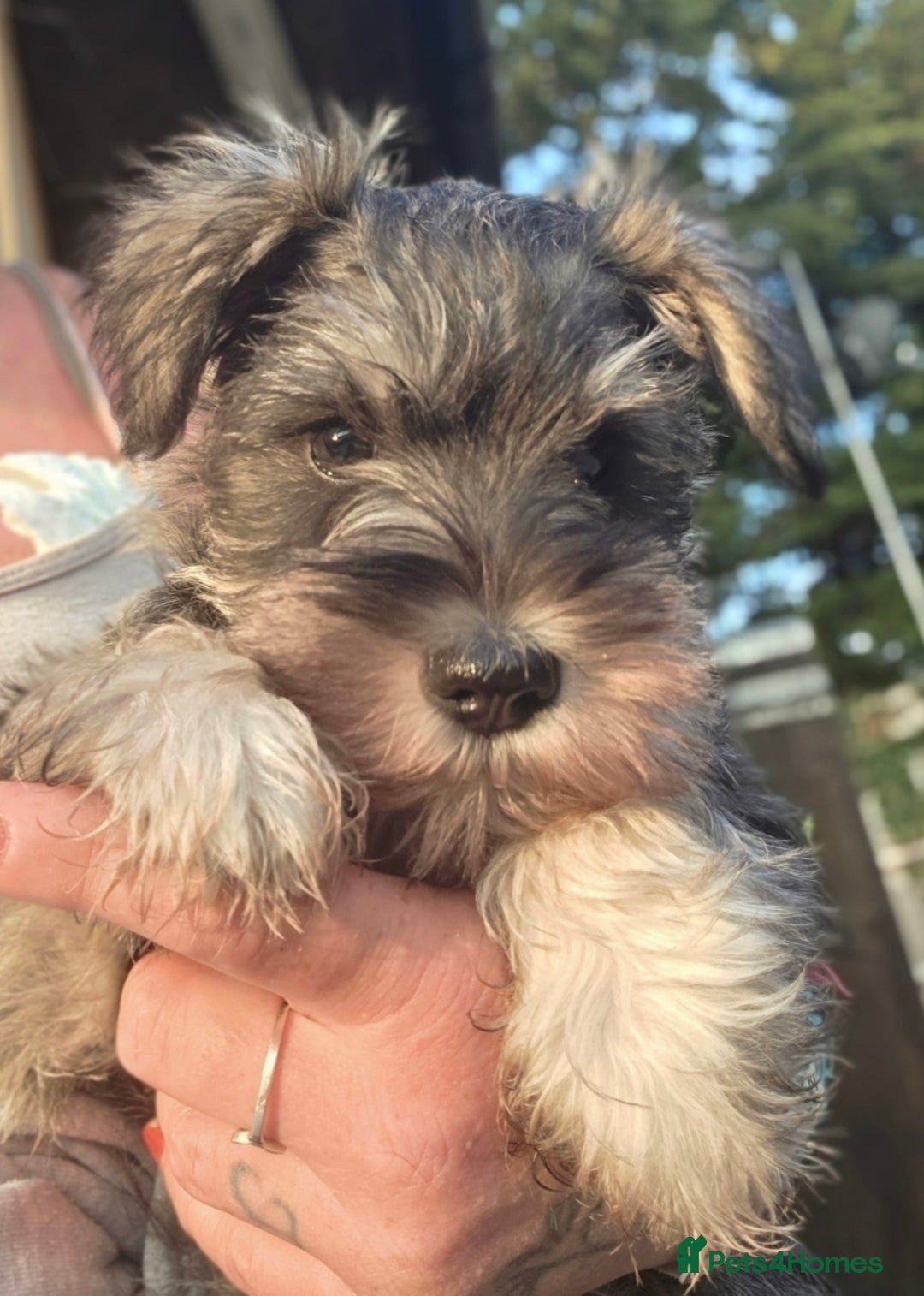 Miniature Schnauzer dogs for sale: Miniature schnauzer puppy - Image 1