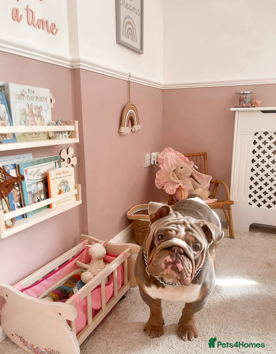 English Bulldog dogs for sale: Male English Bulldog - Advert 6