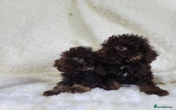 Cavapoo dogs for sale: *VIDEOS* F1b Cavapoos. Chocolate & Tan. DNA tested - Image 12