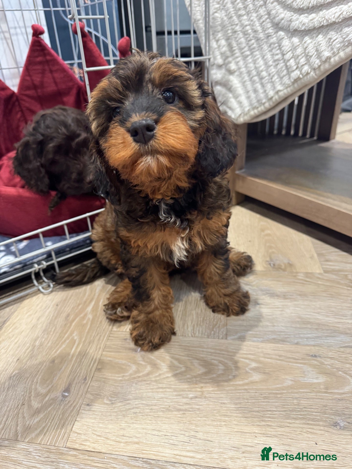 Cavapoo dogs Sable Cavapoo girl  - Advert 7