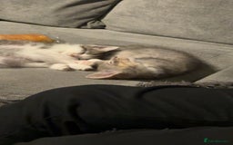 Mixed Breed cats for sale: Stunning grey and white mix boy - Image 6