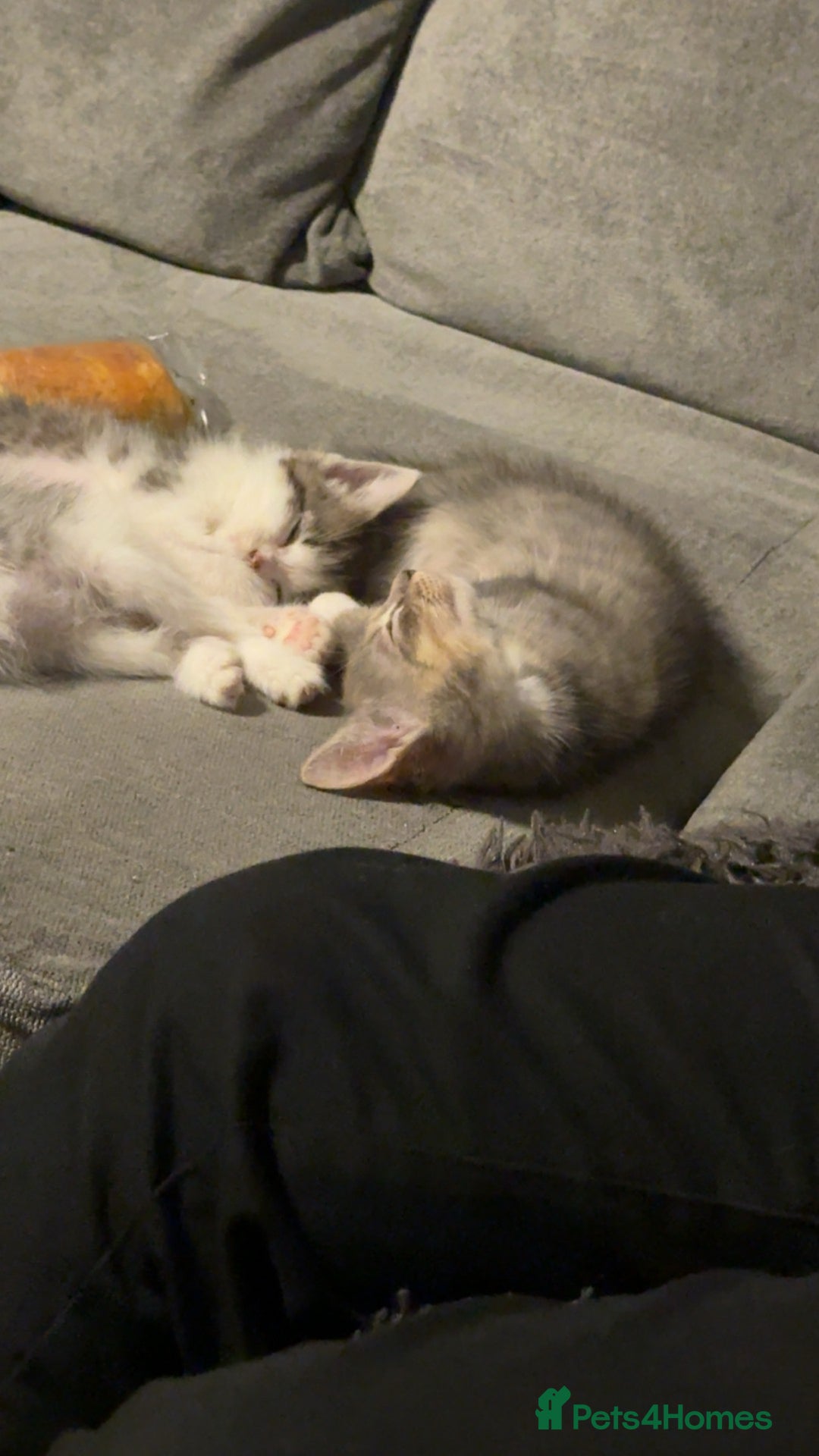 Mixed Breed cats for sale: Stunning grey and white mix boy - Image 6