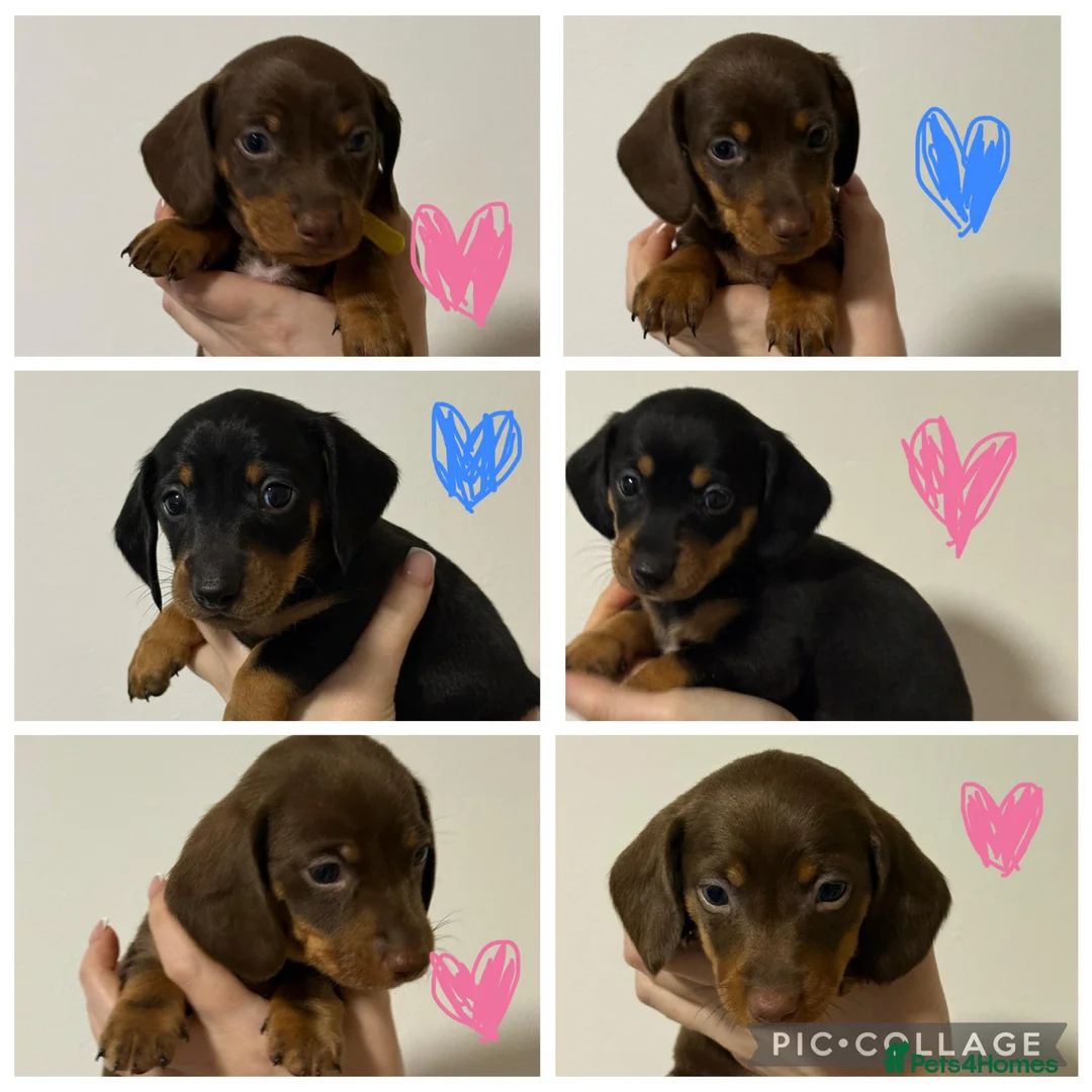 Dachshund dogs for sale: Miniature and standards dachshund pups - Advert 1