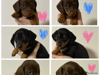 Dachshund dogs Miniature and standards dachshund pups - Advert 4