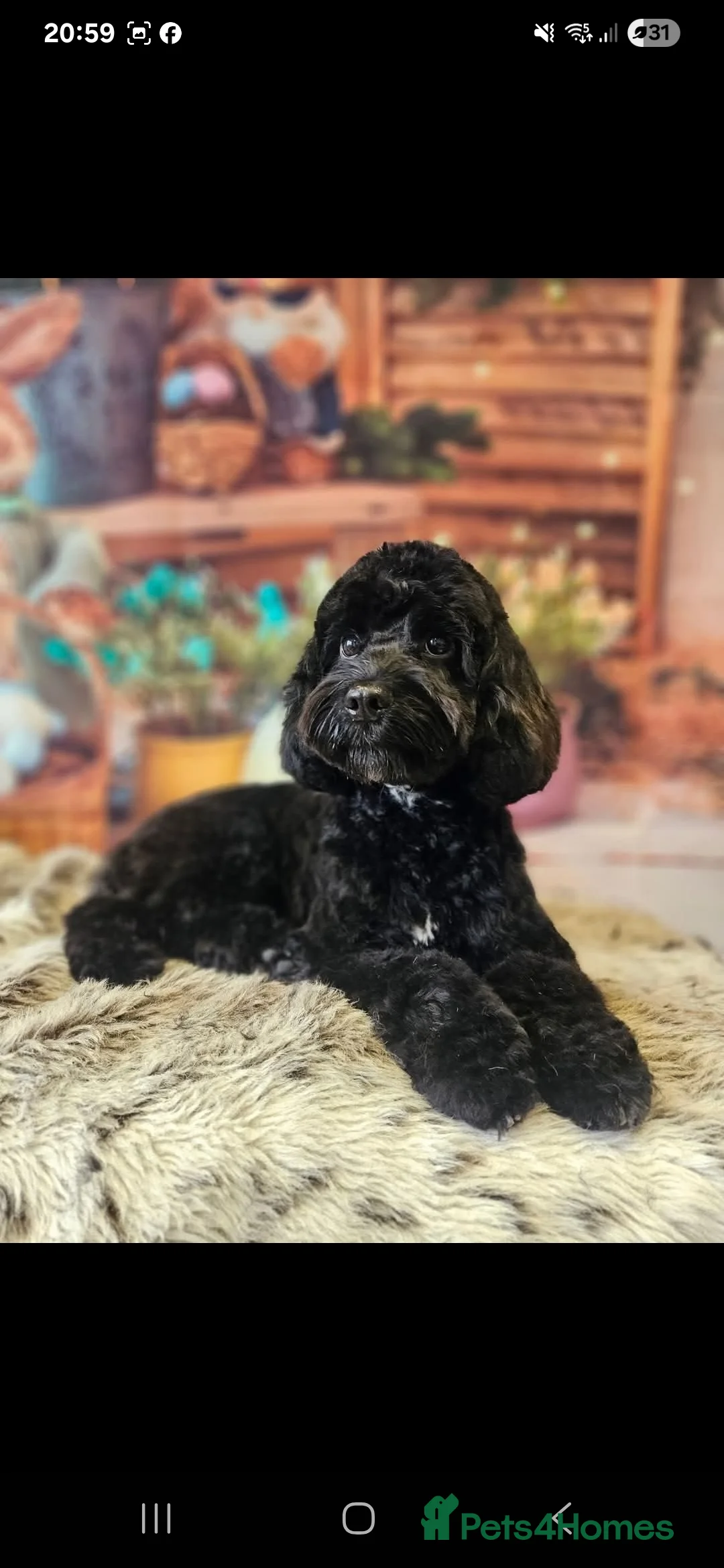 Cockapoo dogs for sale: Minature chocolate brown cockerpoo F1B - Advert 4