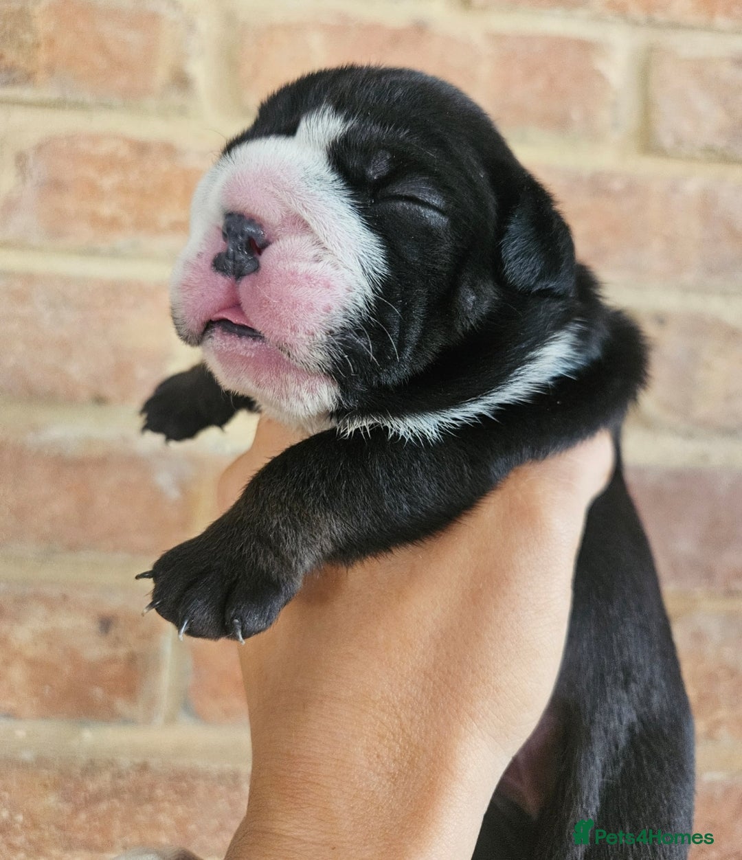 English Bulldog dogs for sale: Outstanding KC English Bulldogs, Top Quality Pups - Image 24
