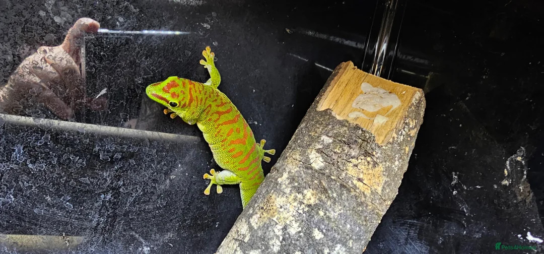 Gecko reptiles for sale: Giant Day Gecko Trio - Advert 1