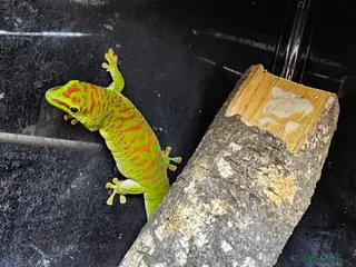 Gecko reptiles Giant Day Gecko Trio - Advert 2