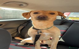 Labrador Retriever dogs for sale: SULLY Male Golden Labrador Retriever  - Image 4