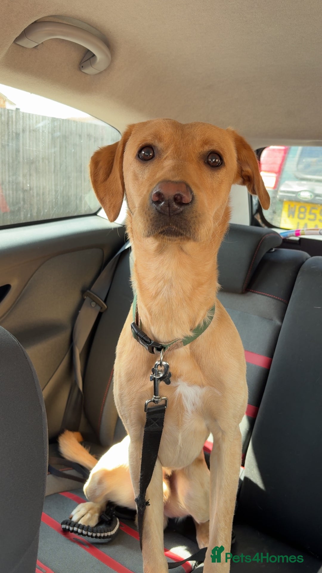 Labrador Retriever dogs for sale: SULLY Male Golden Labrador Retriever  - Image 4
