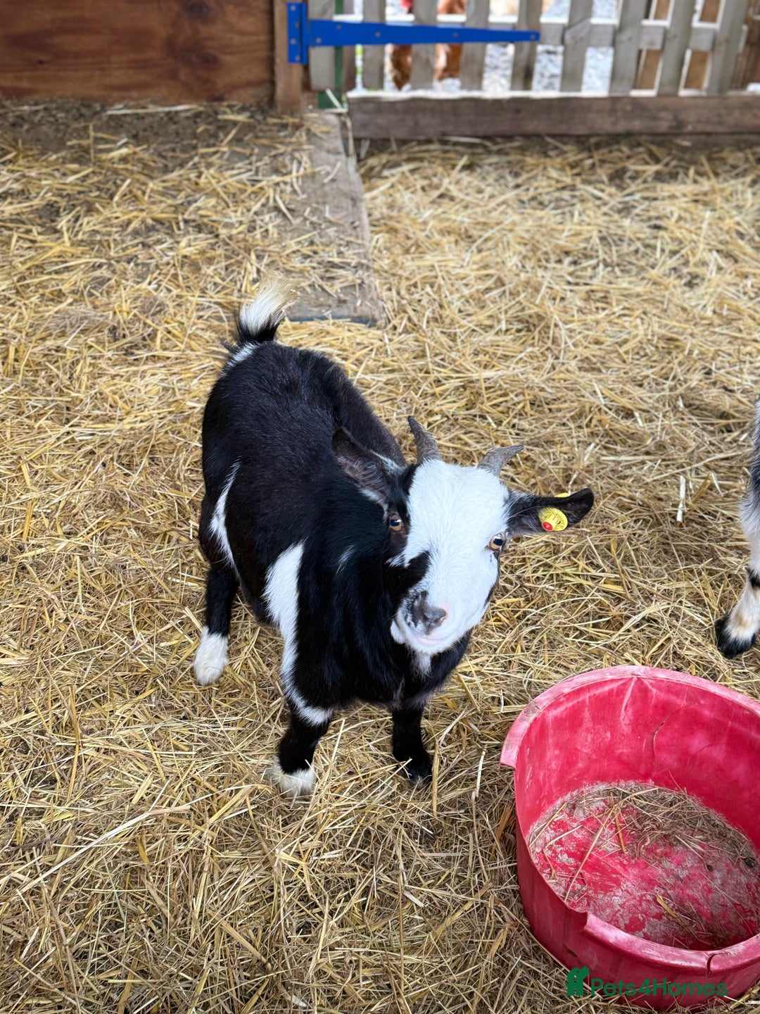 Goats livestock for sale: Small pretty Pygmy Nannie’s  - Advert 12