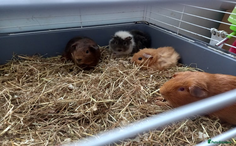 Guinea Pig rodents - Advert 3