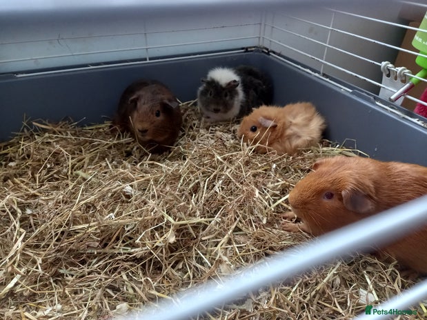 Guinea Pig rodents - Advert 10