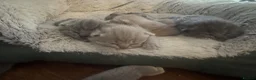 British Shorthair cats for sale: Adorable British Shorthair Kittens 🐾 - Advert 7