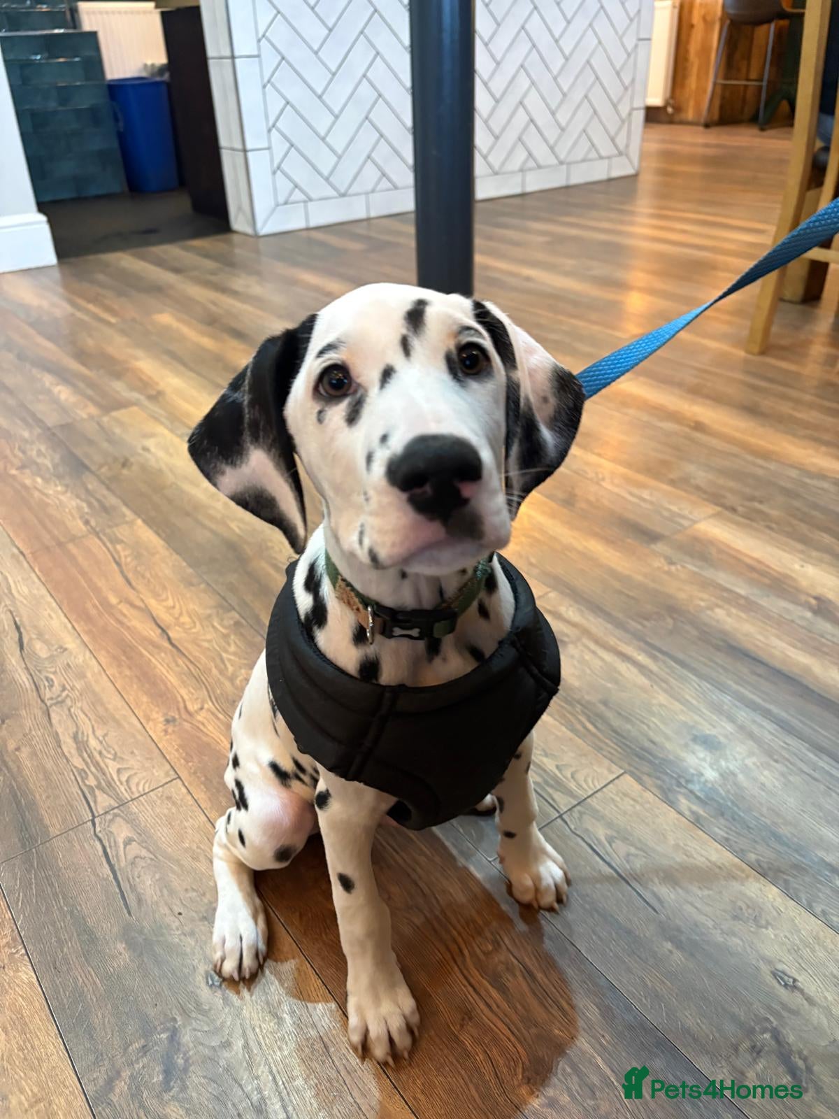 Dalmatian dogs Dalmatian puppy *Last Boy* read advert fully  - Advert 3