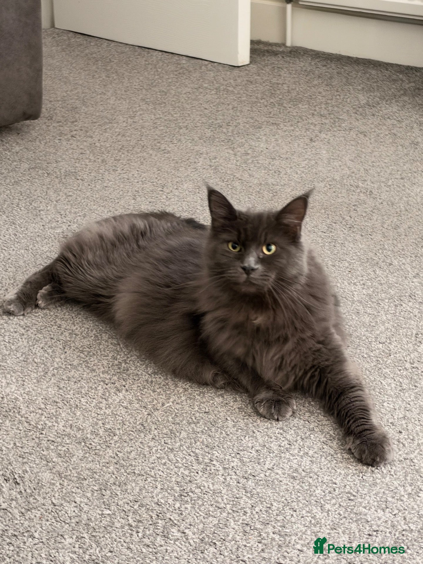 Maine Coon cats for sale: Blue smoke Maine coon  - Advert 1