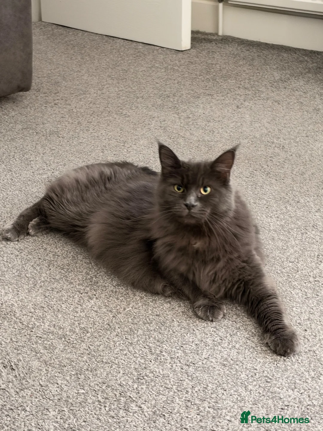 Maine Coon cats for sale: Blue smoke Maine coon  in Mansfield - Advert 1