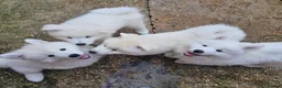 Samoyed dogs for sale: SAMOYED PUPPIES ONLY THREE GIRLS AVAILABLE  in Dagenham - Advert 15