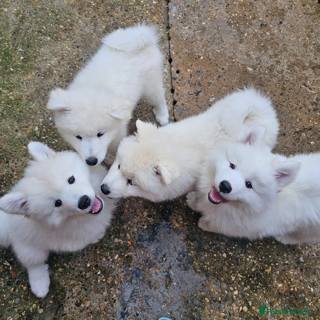 Samoyed dogs for sale: SAMOYED PUPPIES ONLY THREE GIRLS AVAILABLE  in Dagenham - Advert 15