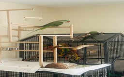 Parakeets birds for sale: Alexandrine parakeet - Image 1