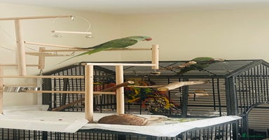 Parakeets birds - Advert 11
