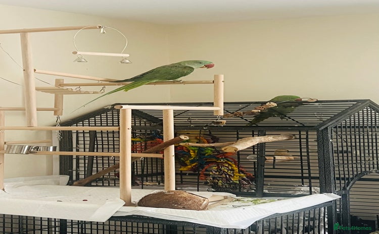 Parakeets birds - Advert 1