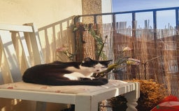 Mixed Breed cats for sale: Mother and kitten - Image 3