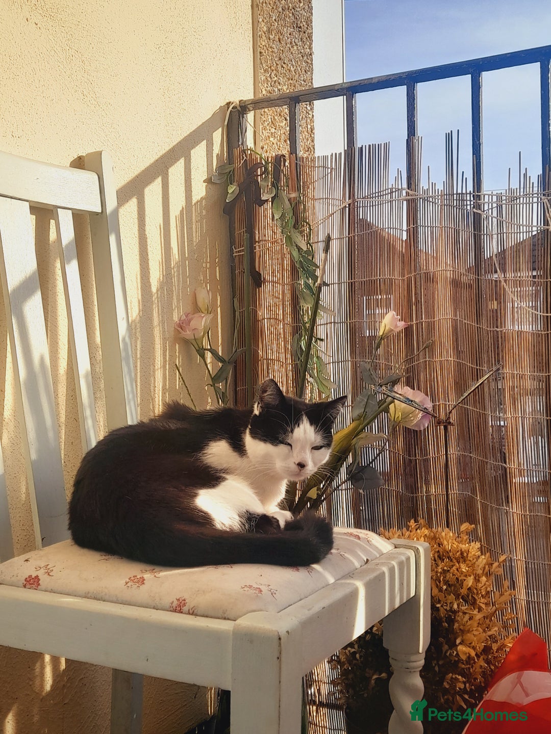 Mixed Breed cats for sale: Mother and kitten - Image 3