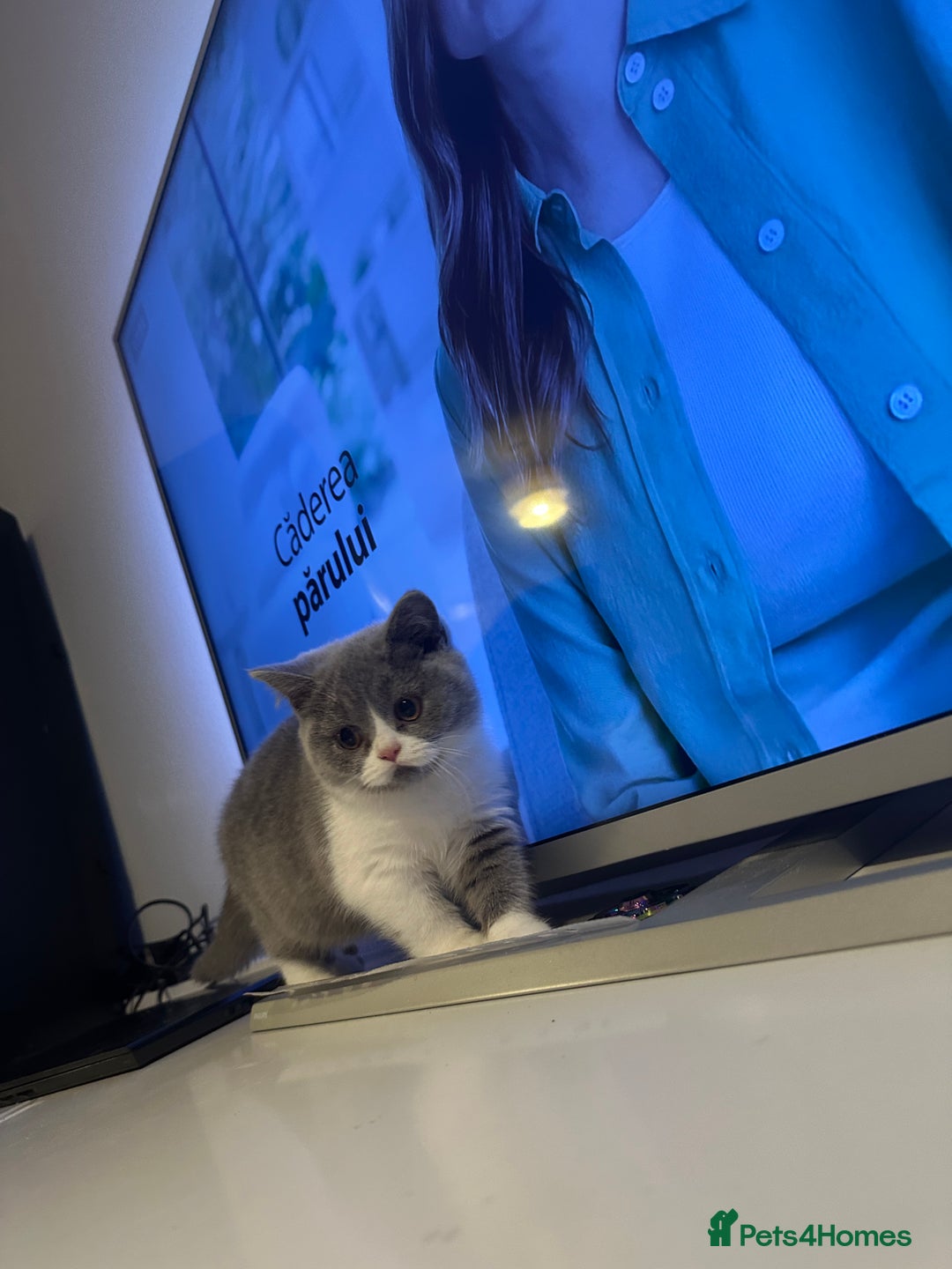 British Shorthair cats for sale: British shorthairs - Advert 11