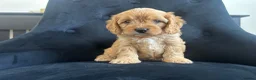 Cavapoo dogs for sale: Stunning F1 Cavapoo health tested parents  - Advert 20