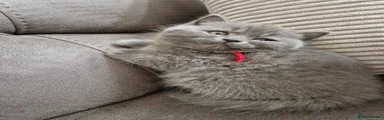 British Shorthair Kitten 3