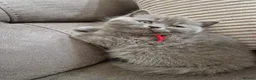 British Shorthair cats for sale: British shorthair blue BSH kittens - Advert 4