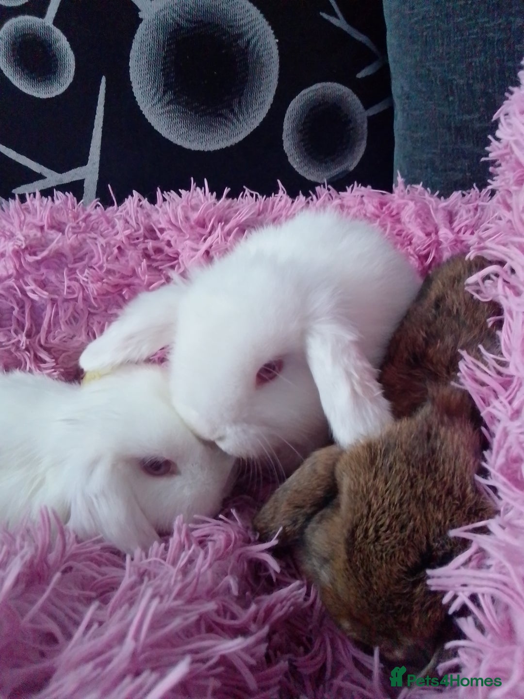 Mini Lop rabbits for sale: Beautiful Mini Lops ready on 14/12 - Advert 13