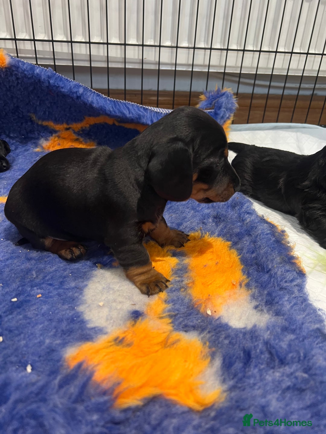 Miniature Dachshund dogs for sale: **Exceptionally well Raised Miniature Dachshunds** - Advert 24